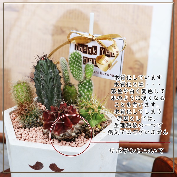 A̓̕Mtg,̓ɑA𑡂,ɂ̓,ȕ̓̃v[g,̓,̓T{e,̓,ɂ̊񂹐A,Å񂹐A̔,A̓̑̕蕨̔,i